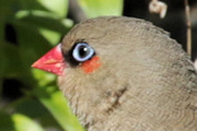 Red-eared Firetail (Stagonopleura oculata)